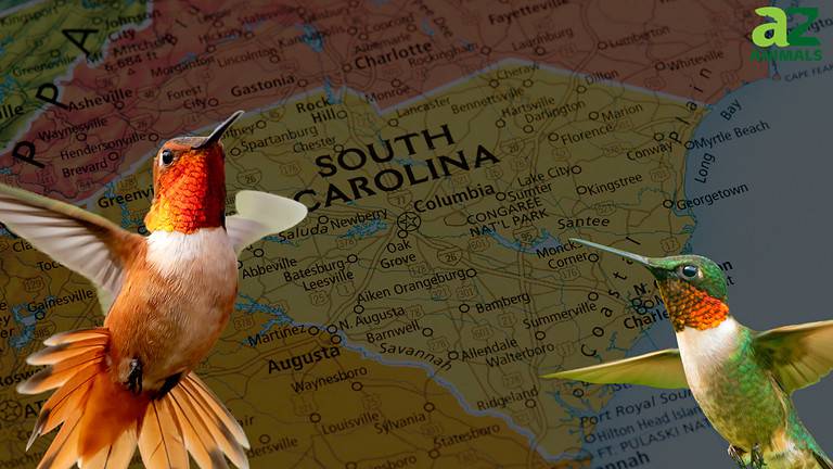 Sc Hummingbirds