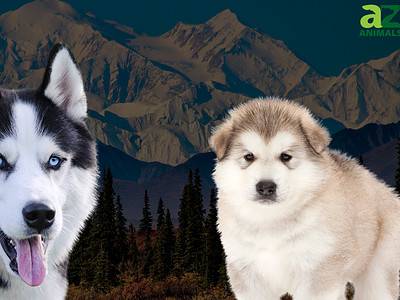 A The 230+ Best Alaskan Dog Names and Their Meanings