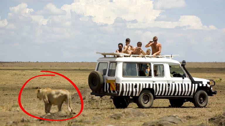 Lion Car