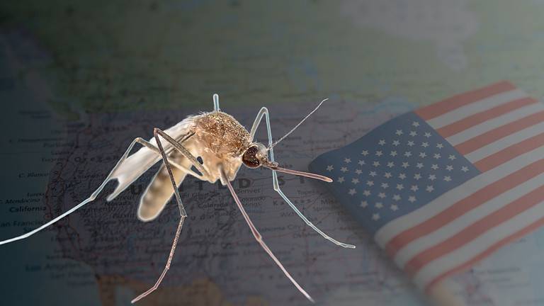 Mosquito States