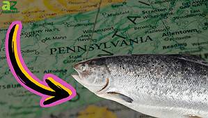 The Largest Atlantic Salmon Ever Caught in Pennsylvania photo