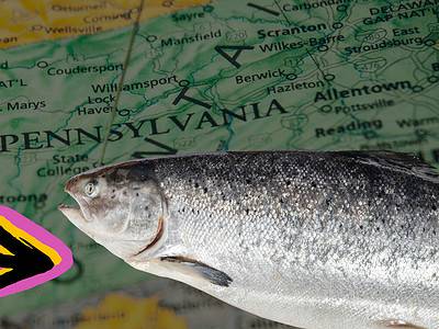 A The Largest Atlantic Salmon Ever Caught in Pennsylvania