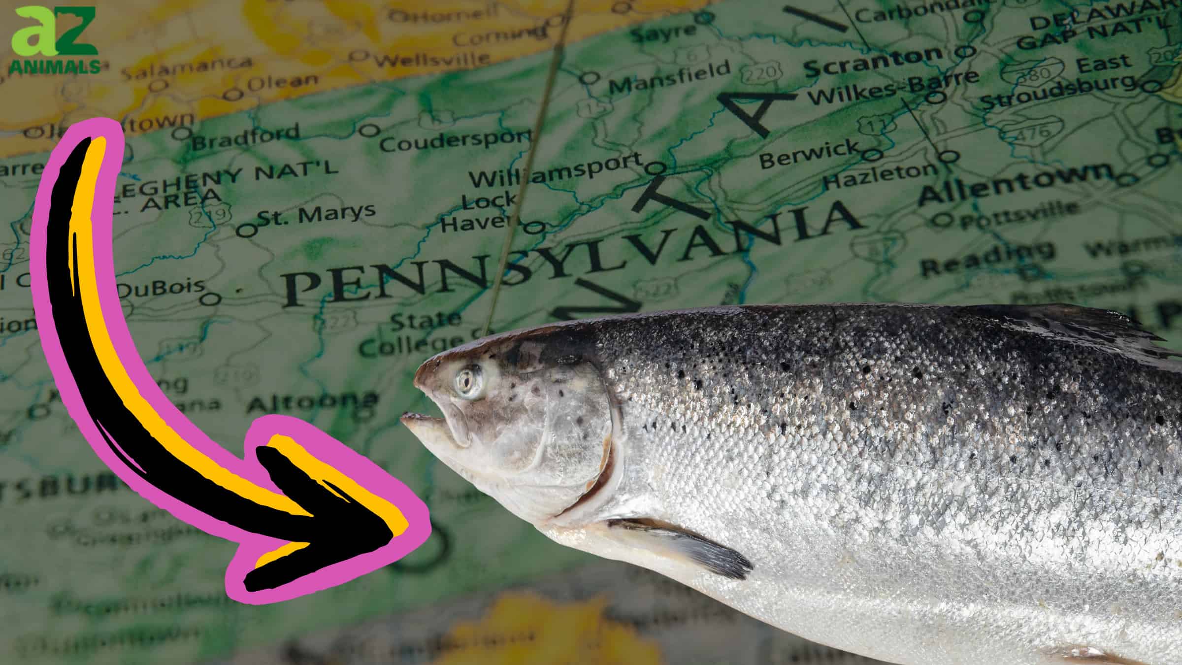 Salmon in PA