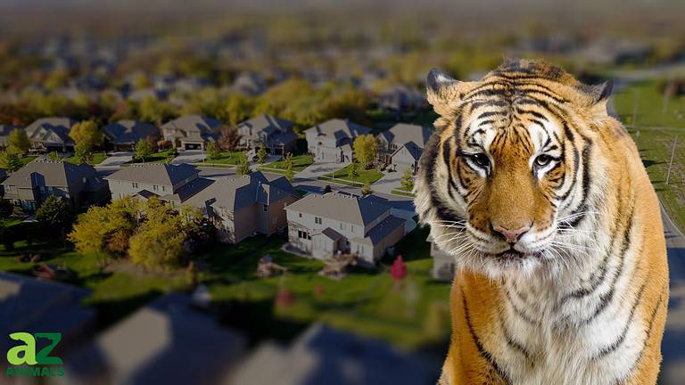 Tiger in Neighborhood