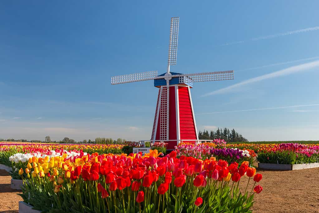 The Wooden Shoe Tulip Farm in Woodburn Oregon.