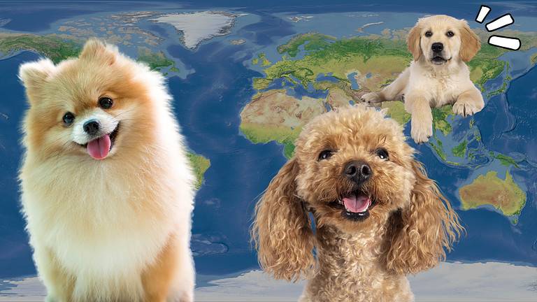 Beautiful Dogs