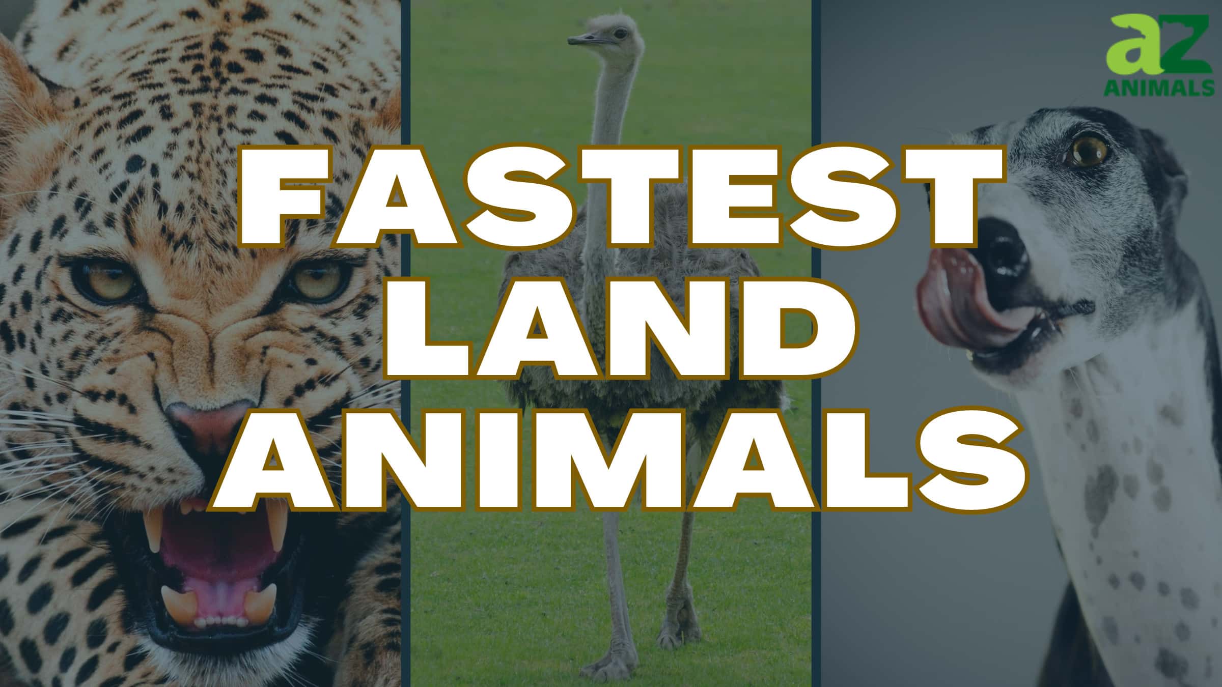 Earth's Fastest Land Animals Reach Astonishing Speeds - A-Z