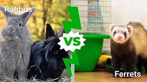 Rabbits vs. Ferrets: Which is the Right Pet for You? Picture