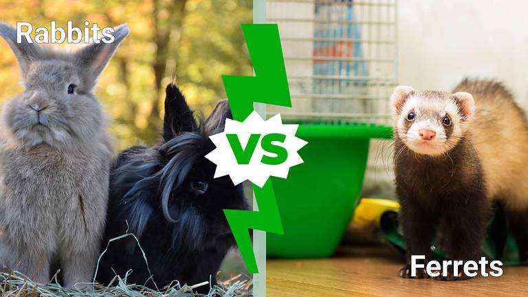 Rabbits vs Ferrets
