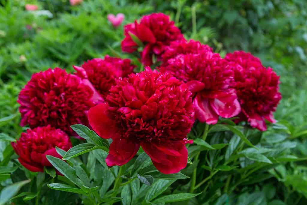Red Peony albiflora x Paeonia officinalis 'Red Charm' in the garden, macro photo