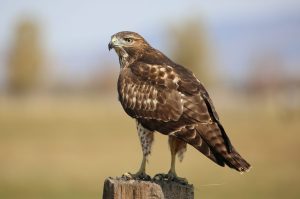 Where Do Red-Tailed Hawks Live? Picture