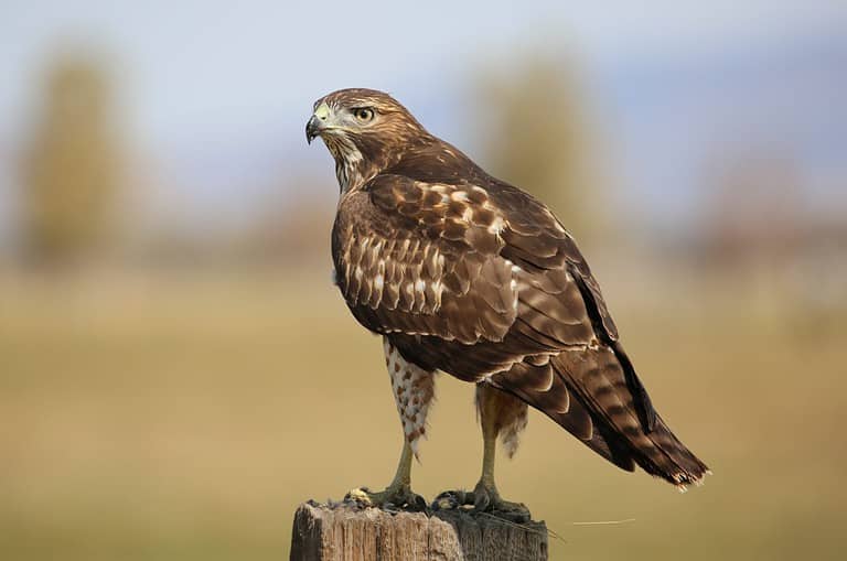 Focused Red Tail Hawk
