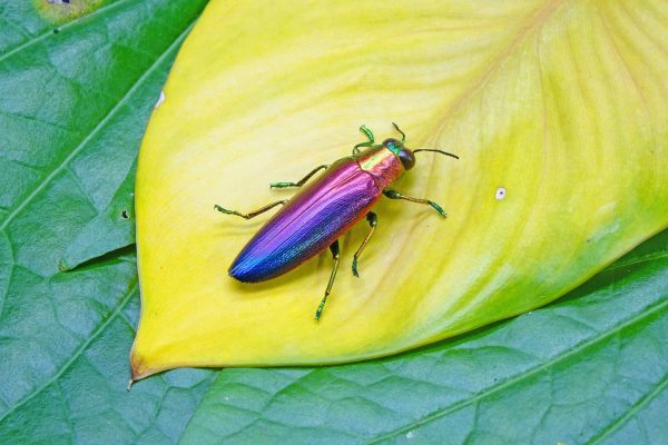 30 Colorful Creatures That Look Like Rainbows - A-Z Animals