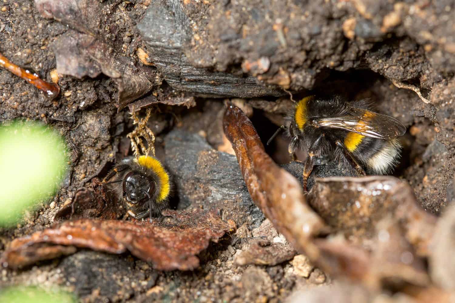 Photograph of the opening of a bumblebee (Bombus sp.) nest. Two bumble bees are visible amongst the mud and dead leaves. Photographed in Rotorua, New Zealand.