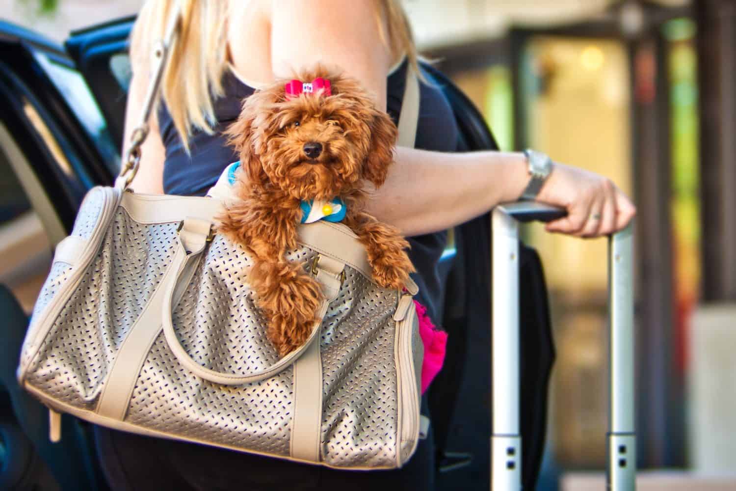 A miniature Poodle dog in a travel carrier bag being held by a woman getting out of a car with a suitcase