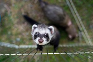 Are Black-Footed Ferrets Endangered and How Many Are Left In the World? Picture