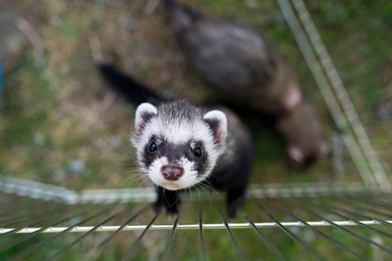 ferret looking up