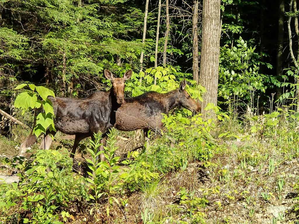 Two young female moose stand in a wood clearing in Wendell Massachussetts. Likely twins and less than 1 year old the pair seems to pose for the camera.