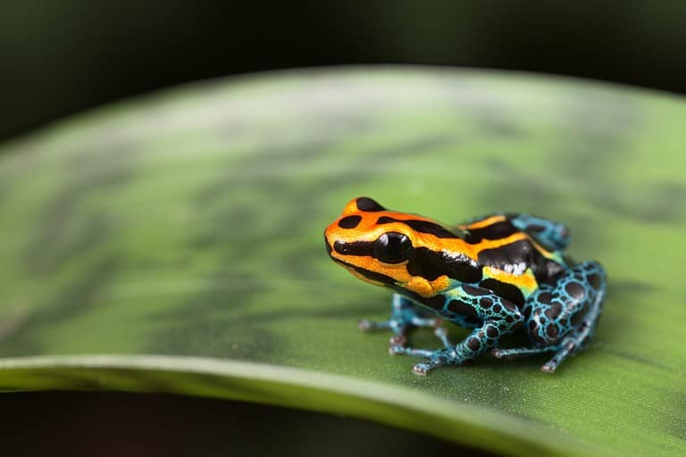 frog Amazon rainforest Peru, poison dart frog Ranitomeya ventrimaculata small tropical amphibian kept in rain forest terrarium
