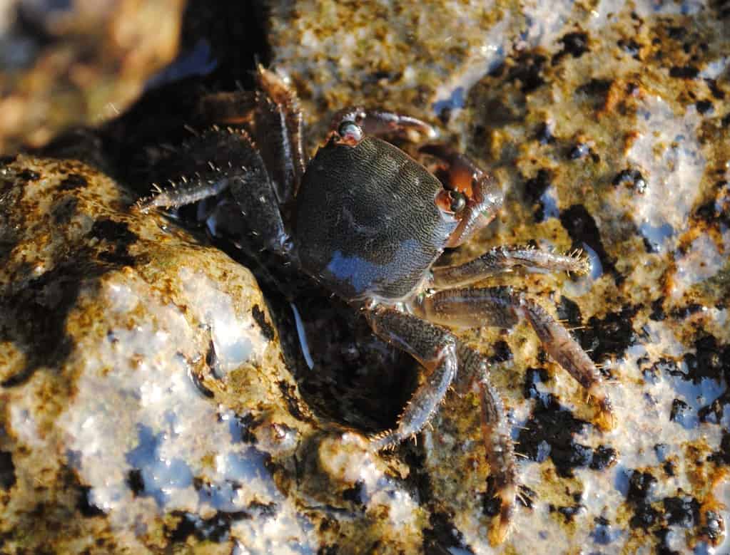 Marbled crab (Pachygrapsus marmoratus)