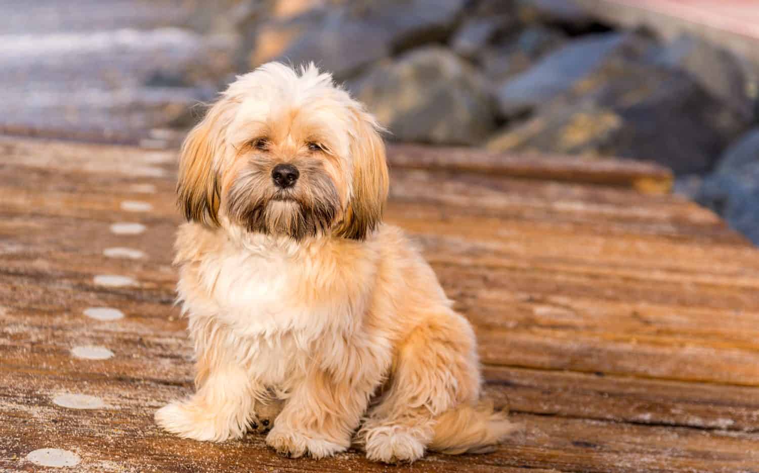 Lhasa Apso puppy playing on beach 