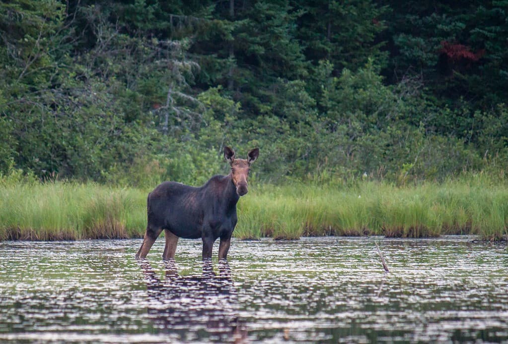 A female moose stands knee-deep in water at Green River Reservoir State Park in Vermont. She is surrounded by pond weeds and there are trees in the background.