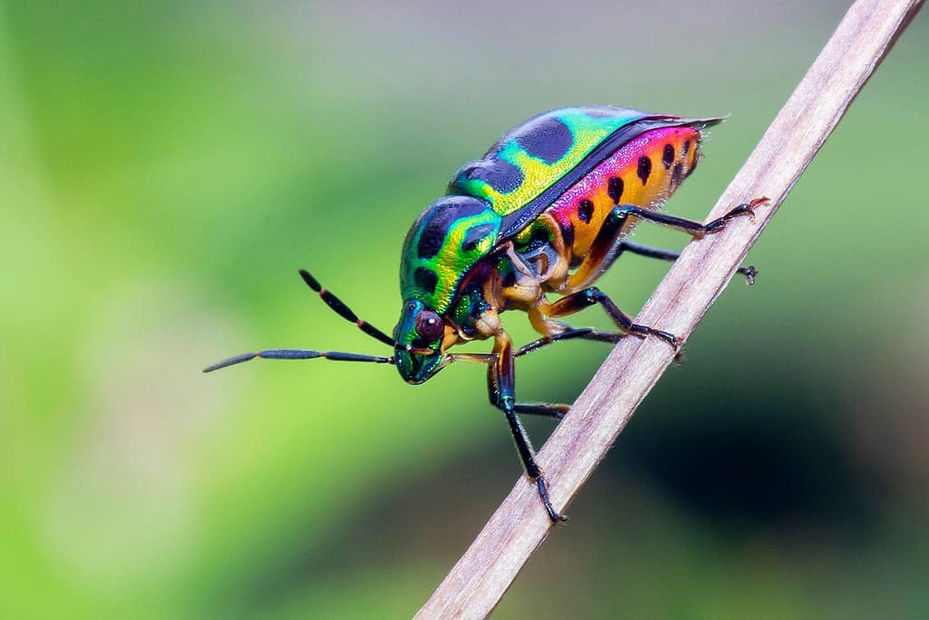 Beautiful Jewel beetle. Jewel bugs or metallic shield bugs.