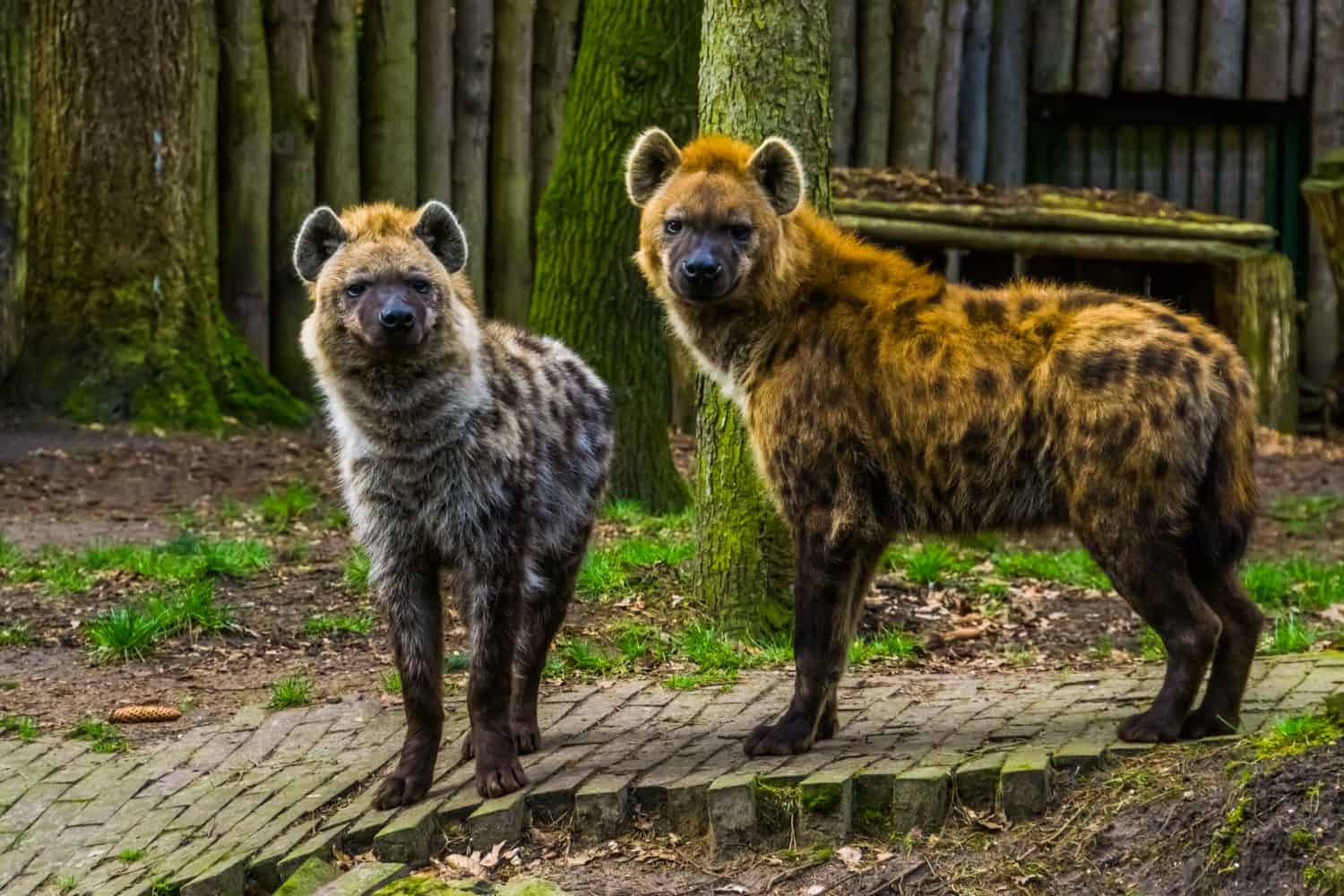 couple of spotted hyenas standing next to each other, wild carnivorous mammals from the desert of Africa