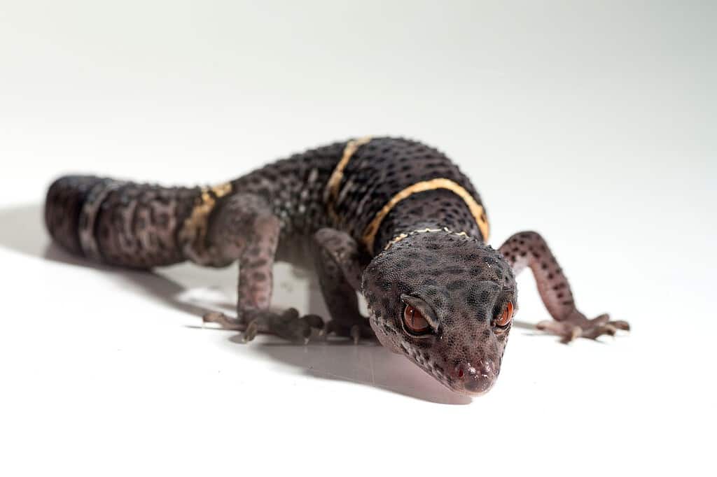 Chinese Cave Gecko (Goniurosaurus hainanensis)