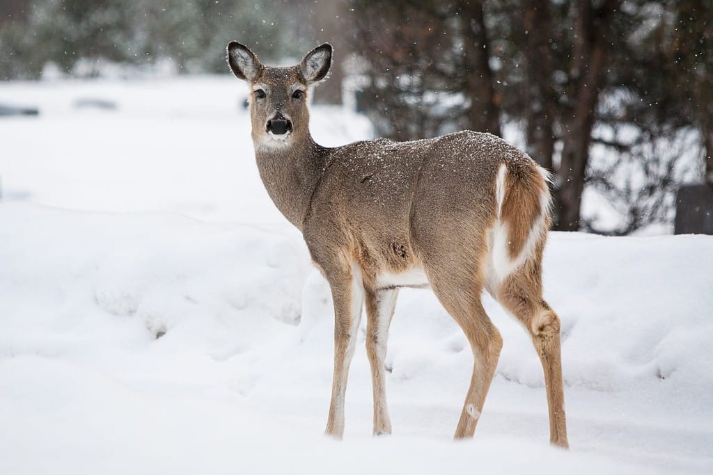 A wild deer in a park on a cold winter's day in Fargo, North Dakota, USA