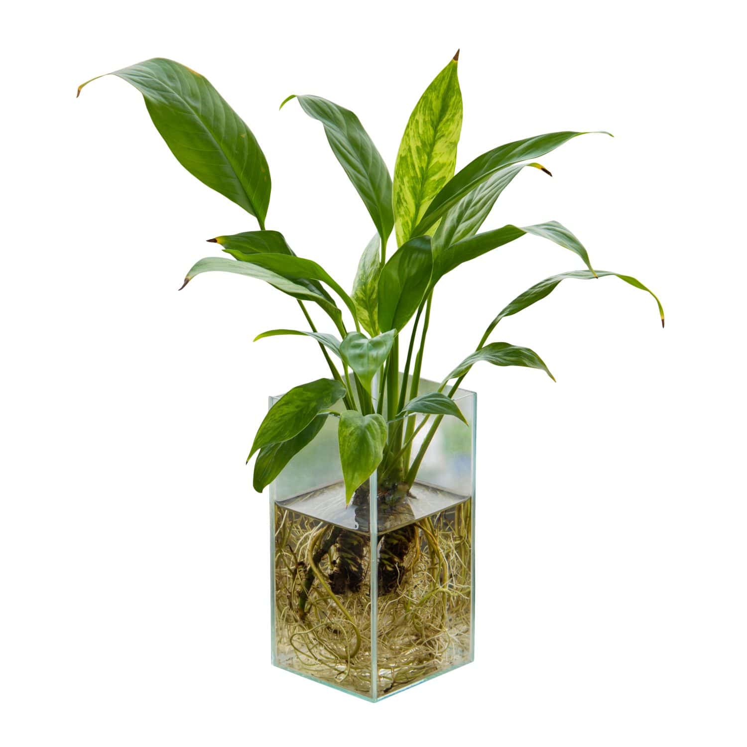 Spathiphyllum or Peace Lily in the glass vase