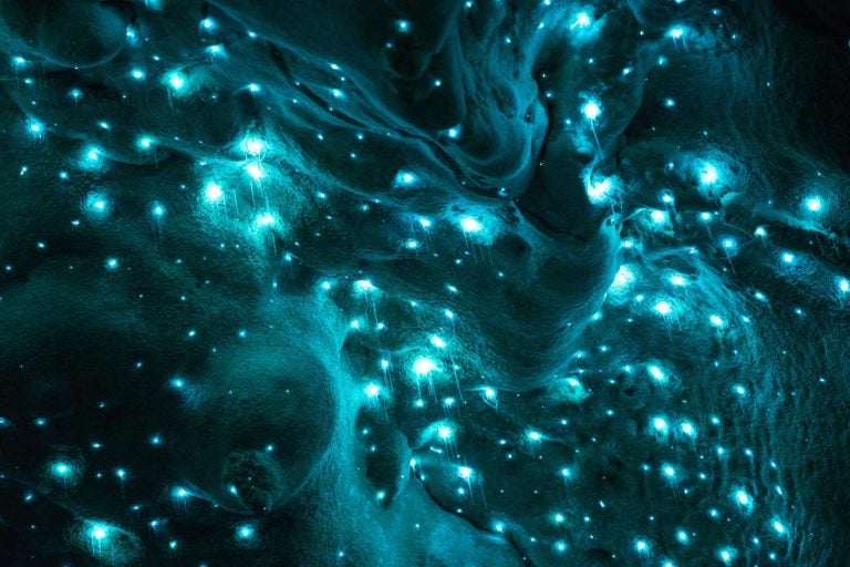 Glow worms cave in New Zealand