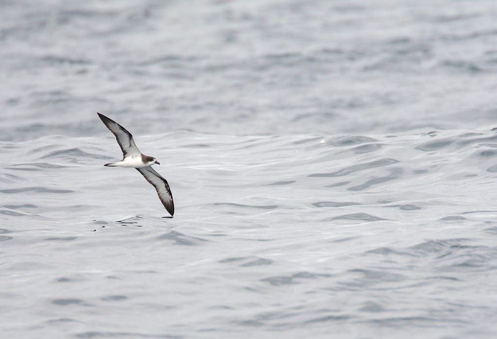 Critically endangered Galapagos Petrel (Pterodroma phaeopygia) in flight over the pacific ocean off the Peruvian coast.