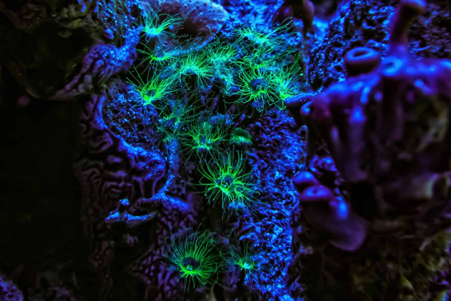 jellyfish Nausithoe polyp stage fluorescent