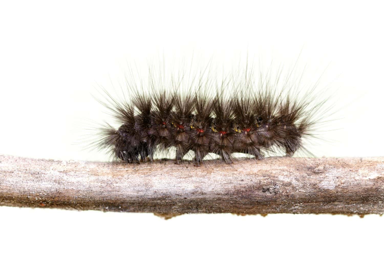 Image of Hairy caterpillar on a tree branch on white background.. Insect Animal