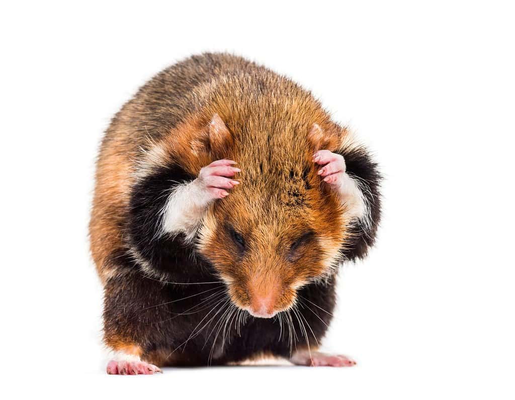European hamster, Cricetus cricetus, grooming in front of white background