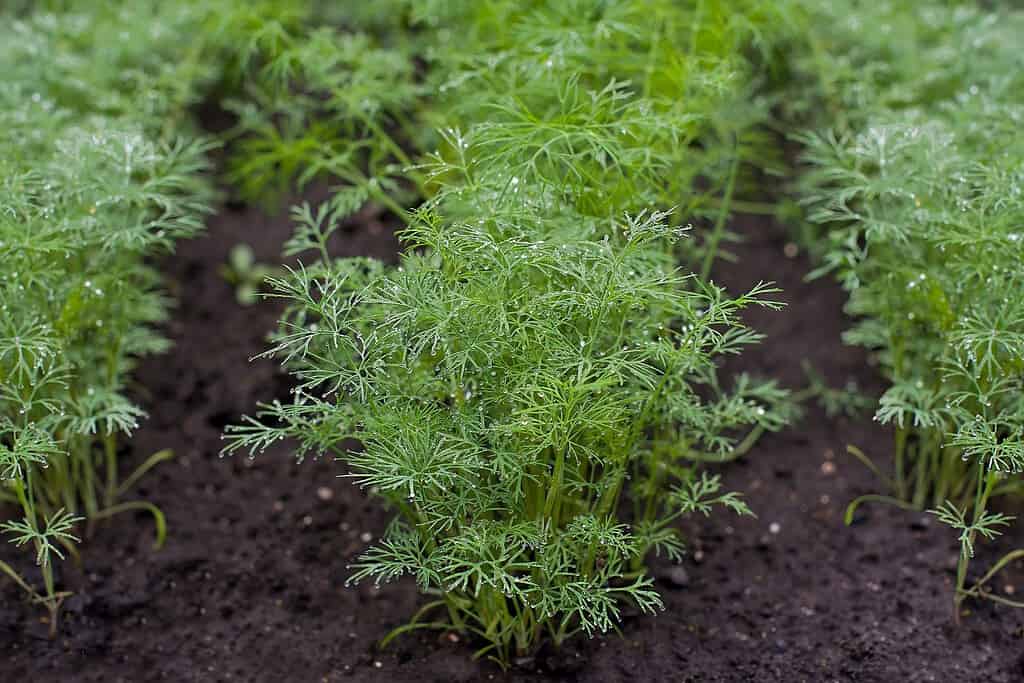 Fresh dill (Anethum graveolens) growing on the vegetable bed. Annual herb, family Apiaceae. Growing fresh herbs. Green plants in the garden, ecological agriculture for producing healthy food concept