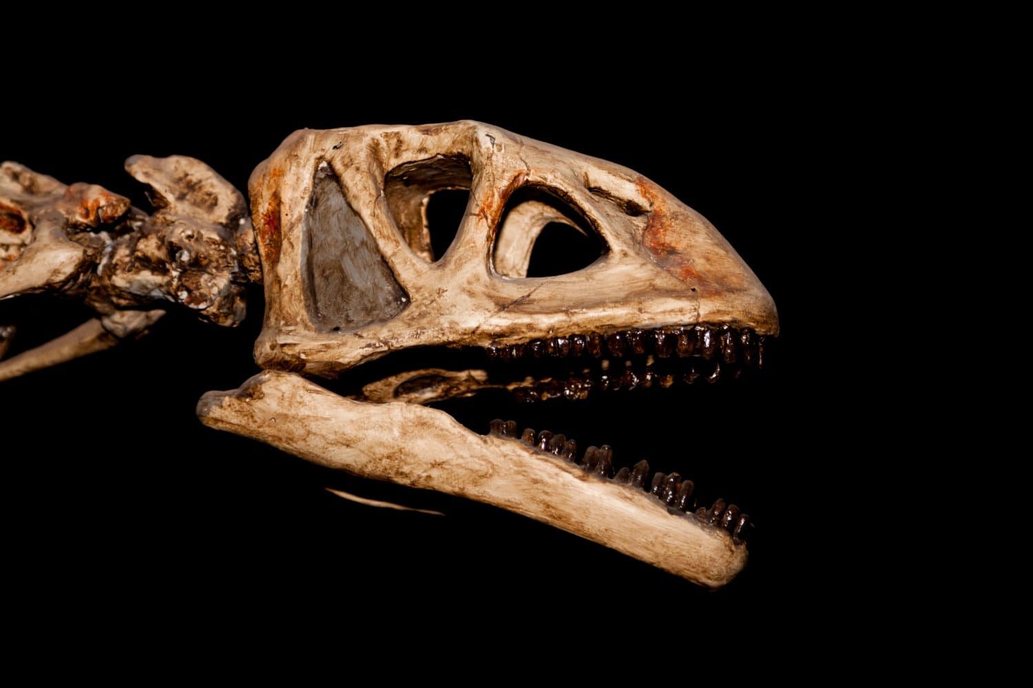 The skeleton of a scary large dinosaur head with its mouth open isolate on a black background.
