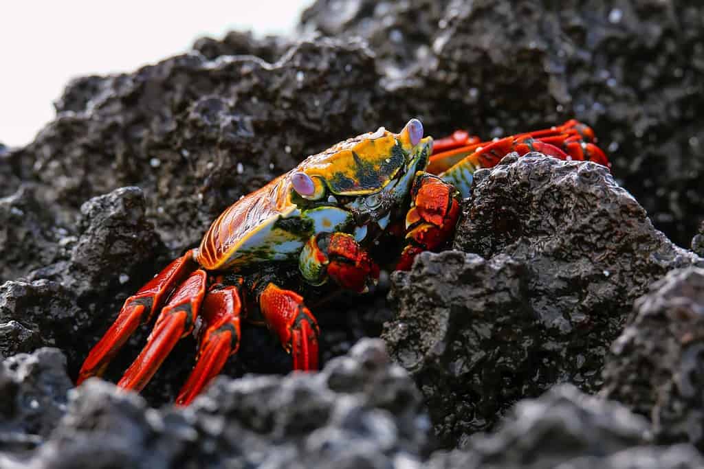 Sally lightfoot crab (Grapsus grapsus) on Espanola Island, Galapagos National park, Ecuador.