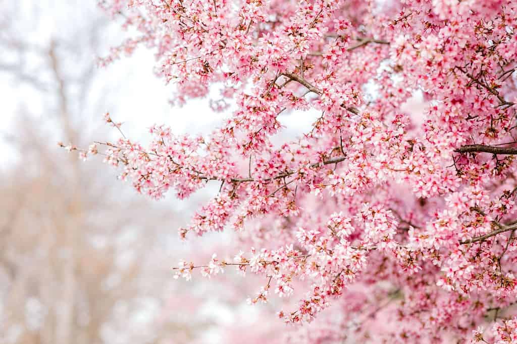 Cherry blossom in the spring time at the Dallas Arboretum in Dallas, TX