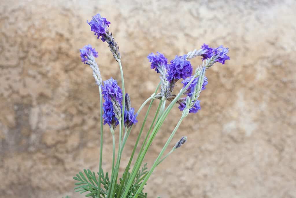 Fernleaf Lavender Flowers