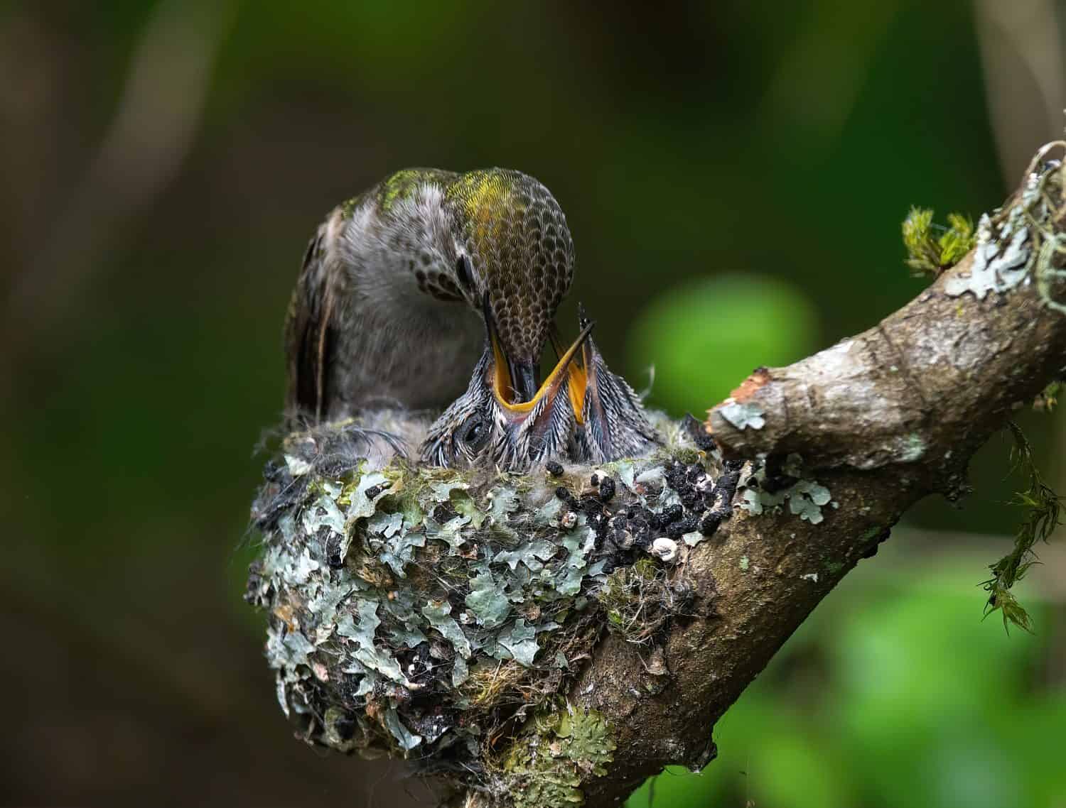 Female hummingbird feeding baby in the nest