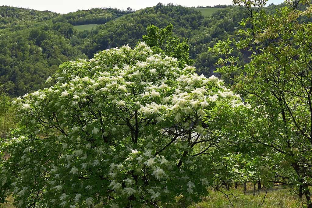 Fraxinus ornus tree in bloom