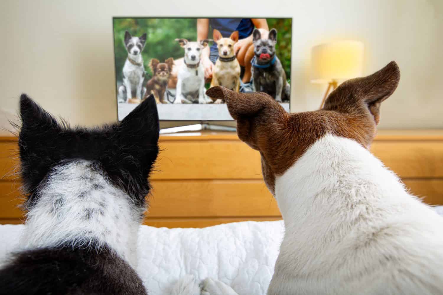 couple of dogs wacthing streaming  tv program , movie or series in bed cozy together