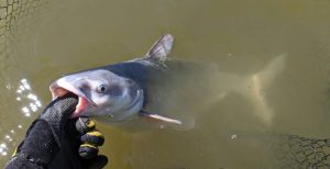 The Largest Blue Catfish Ever Caught in Arkansas Picture