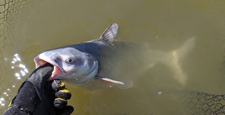 A profile closeup view of partially submerged silver white blue catfish fish being held by a gloved hand in a net in muddy water on a sunny day