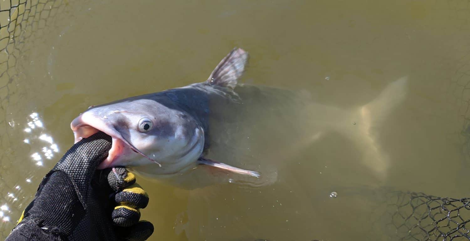 A profile closeup view of partially submerged silver white blue catfish fish being held by a gloved hand in a net in muddy water on a sunny day