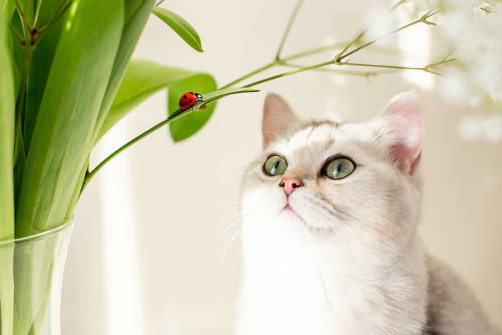 British white cat, sitting next to a bouquet of flowers, looking up at a red ladybug crawling
