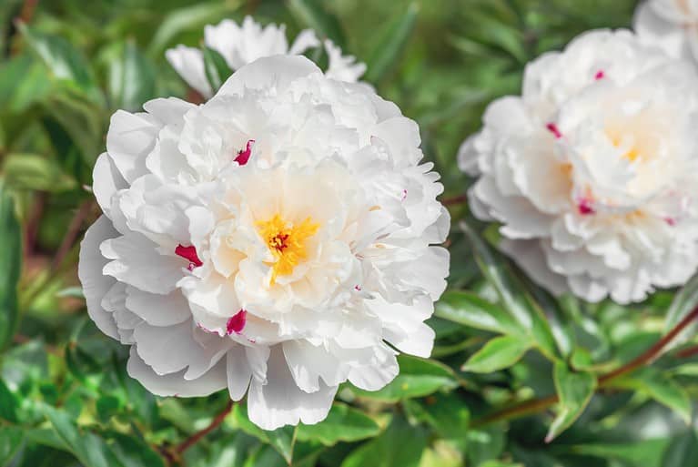 Peony Festiva Maxima is a versatile plant that looks equally great in single and group plantings, and even in cut.