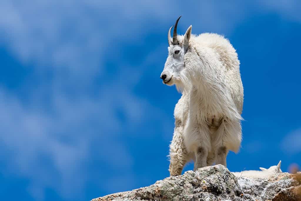 Rocky Mountain goat on a rock looking down
